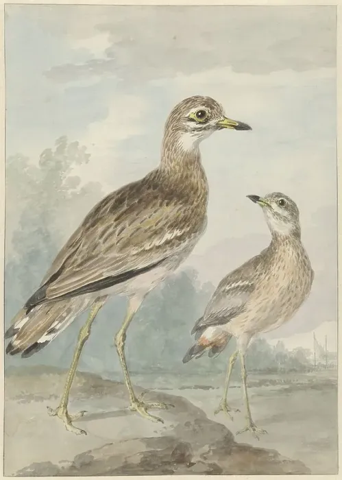 Framed Print : Two -grielen, 1777. Creator: Aert Schouman Framed Print : Two -grielen, 1777. Creator: Aert Schouman