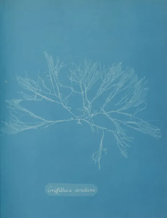 Framed Print : Griffithsia corallina, ca. 1853. Creator: Anna Atkins Framed Print : Griffithsia corallina, ca. 1853. Creator: Anna Atkins