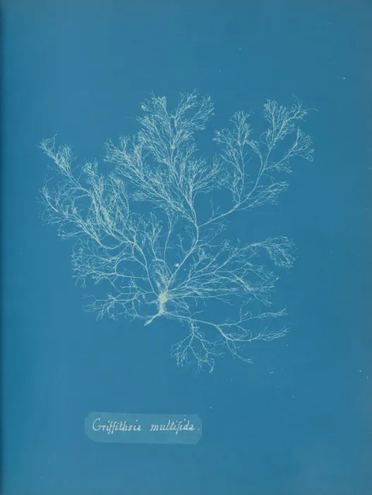Framed Print : Griffithsia multifida, ca. 1853. Creator: Anna Atkins Framed Print : Griffithsia multifida, ca. 1853. Creator: Anna Atkins