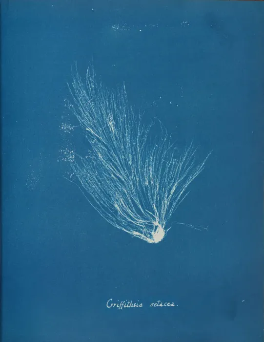Framed Print : Griffithsia setacea, ca. 1853. Creator: Anna Atkins Framed Print : Griffithsia setacea, ca. 1853. Creator: Anna Atkins