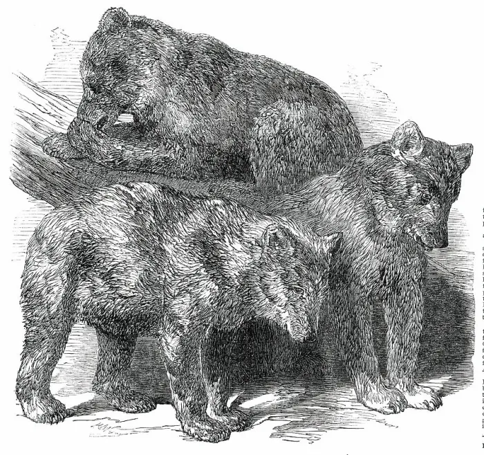 Framed Print : Grisly Bears, in the Gardens of the Zoological Society, Regent's Park, 1850. Creator: Unknown Framed Print : Grisly Bears, in the Gardens of the Zoological Society, Regent's Park, 1850. Creator: Unknown