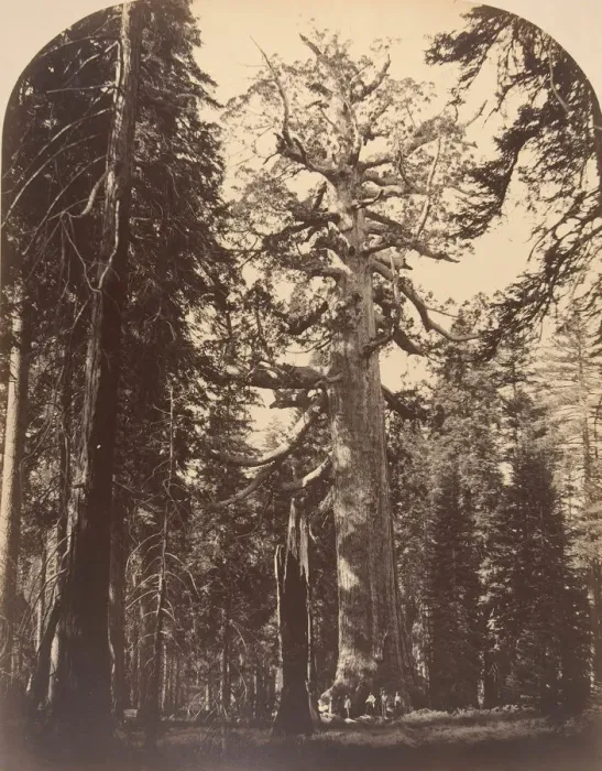 Framed Print : The Grisly Giant, Mariposa Grove, Yosemite, 1861. Creator: Carleton Emmons Watkins Framed Print : The Grisly Giant, Mariposa Grove, Yosemite, 1861. Creator: Carleton Emmons Watkins