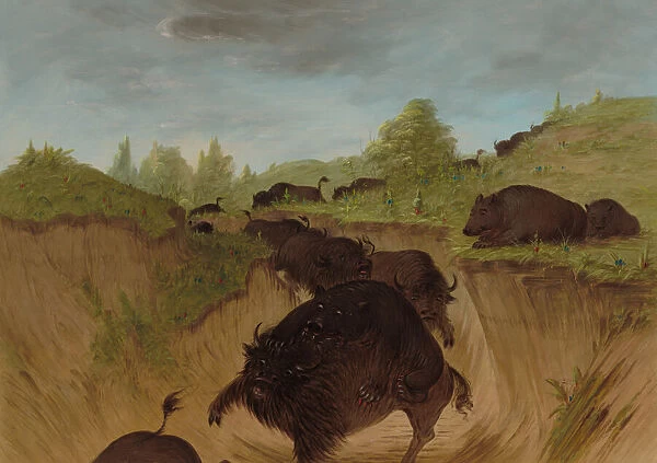 Grizzly Bears Attacking Buffalo, 1861  /  1869. Creator: George Catlin