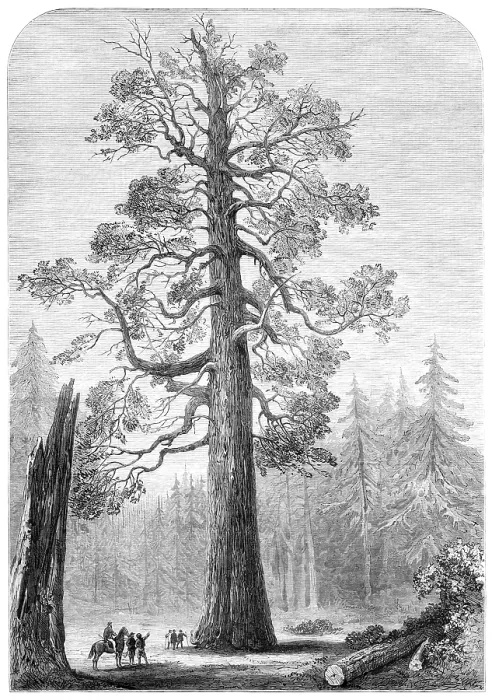 Framed Print : The 'Grizzly Giant' of Mariposa, California, 1881. Creator: Unknown Framed Print : The 'Grizzly Giant' of Mariposa, California, 1881. Creator: Unknown