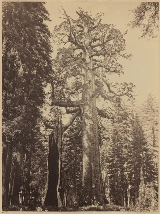 Framed Print : Grizzly Giant, Mariposa Grove, 1861. Creator: Carleton Emmons Watkins Framed Print : Grizzly Giant, Mariposa Grove, 1861. Creator: Carleton Emmons Watkins