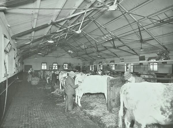 Grooming cattle in a cowshed, Claybury Hospital, Woodford Bridge, London, 1937