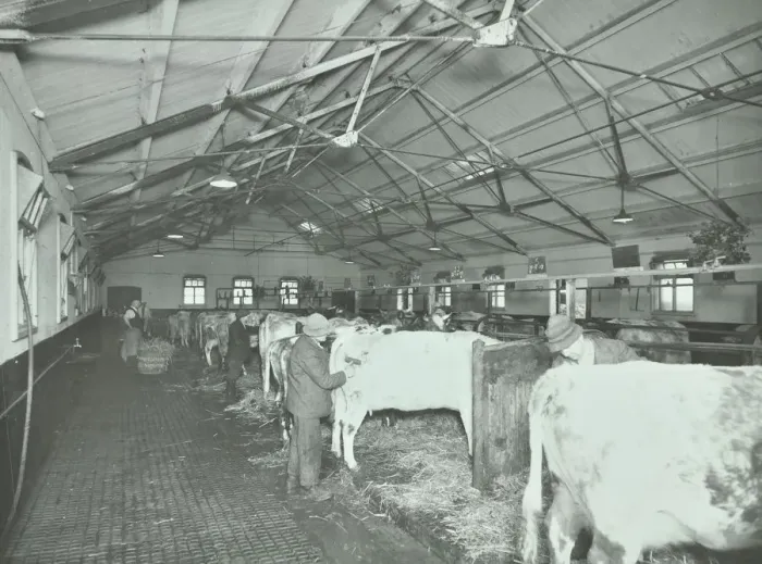 Framed Print : Grooming cattle in a cowshed, Claybury Hospital, Woodford Bridge, London, 1937 Framed Print : Grooming cattle in a cowshed, Claybury Hospital, Woodford Bridge, London, 1937