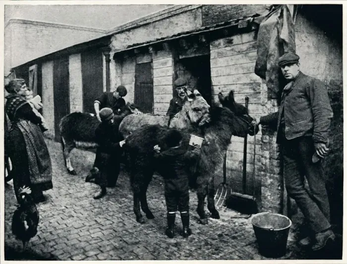 Framed Print : Grooming costers donkeys, London, c1903 (1903) Framed Print : Grooming costers donkeys, London, c1903 (1903)
