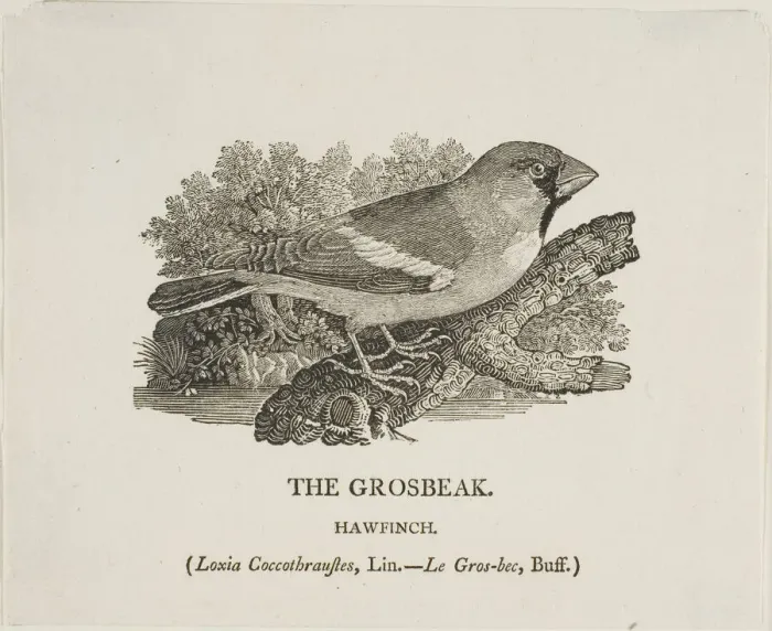 Framed Print : Grosbeak, n. d. Creator: Thomas Bewick Framed Print : Grosbeak, n. d. Creator: Thomas Bewick