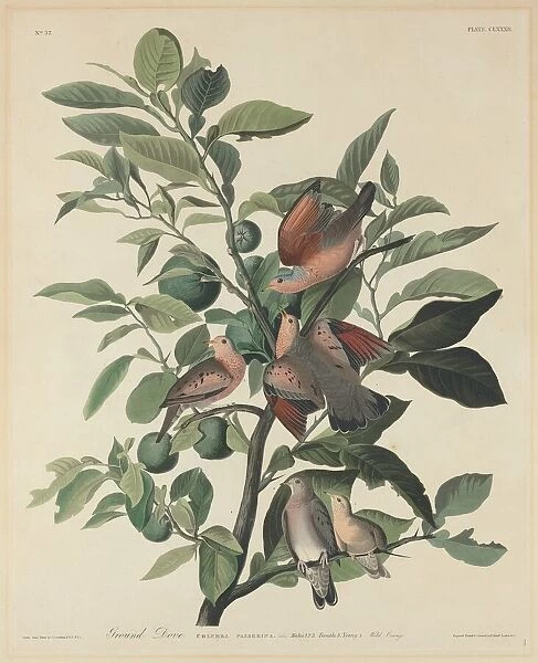 Ground Dove, 1833. Creator: Robert Havell