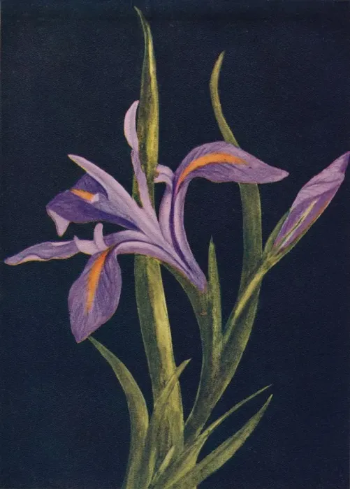 Framed Print : Ground Iris, c1915, (1915). Artist: Emma Graham Clock Framed Print : Ground Iris, c1915, (1915). Artist: Emma Graham Clock