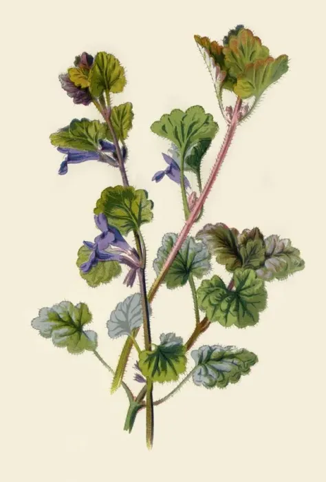 Framed Print : Ground Ivy, 1877. Creator: Frederick Edward Hulme Framed Print : Ground Ivy, 1877. Creator: Frederick Edward Hulme