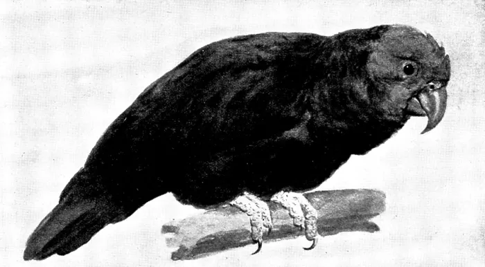 Framed Print : Ground Parrot - by H. Stacy Marks, R.A. 1895. Creator: George Meisenbach Framed Print : Ground Parrot - by H. Stacy Marks, R.A. 1895. Creator: George Meisenbach