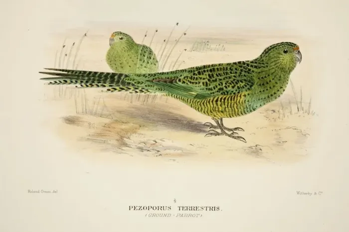 Framed Print : Ground Parrot, pub. 1916 (hand coloured engraving). Creator: Roland Green (1896 - 1972) Framed Print : Ground Parrot, pub. 1916 (hand coloured engraving). Creator: Roland Green (1896 - 1972)
