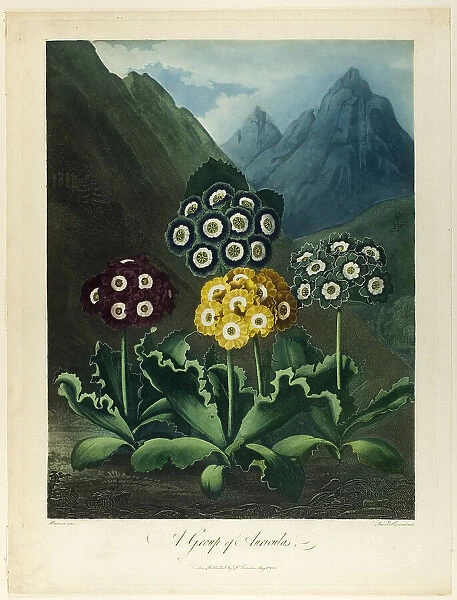 A Group of Auriculas, from The Temple of Flora, 1803. Creator: Frederick Christian Lewis
