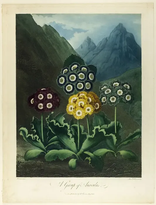 Framed Print : A Group of Auriculas, from The Temple of Flora, 1803. Creator: Frederick Christian Lewis Framed Print : A Group of Auriculas, from The Temple of Flora, 1803. Creator: Frederick Christian Lewis