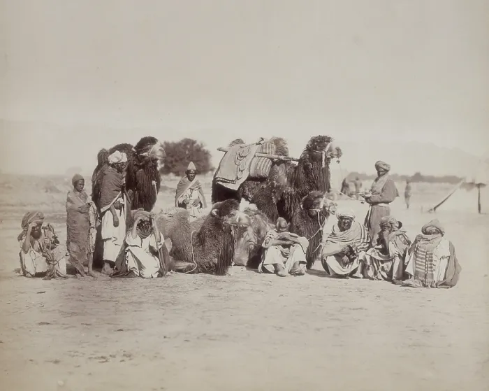 Framed Print : Group of Bactrian camels and camel drivers, Afghanistan, c1879. Creator: Unknown Framed Print : Group of Bactrian camels and camel drivers, Afghanistan, c1879. Creator: Unknown