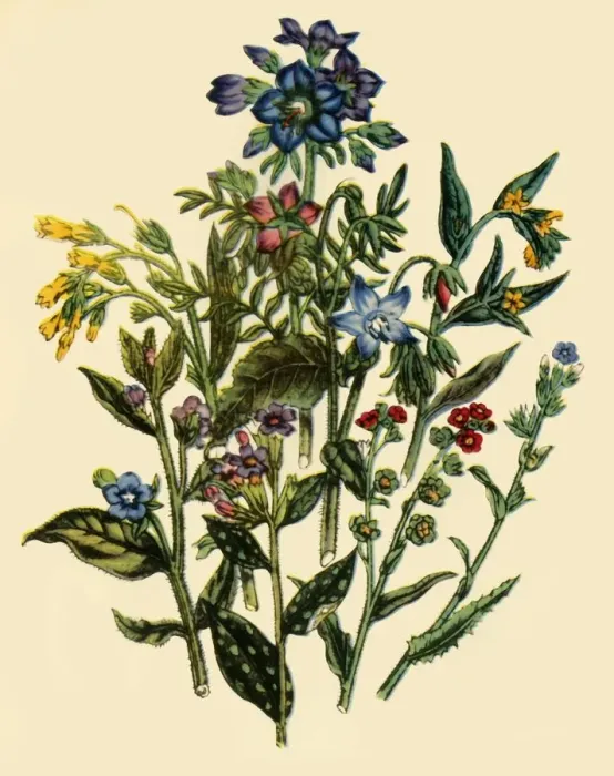 Framed Print : Group from the Forget-Me-Not Family, 1846, (1944). Creator: Unknown Framed Print : Group from the Forget-Me-Not Family, 1846, (1944). Creator: Unknown