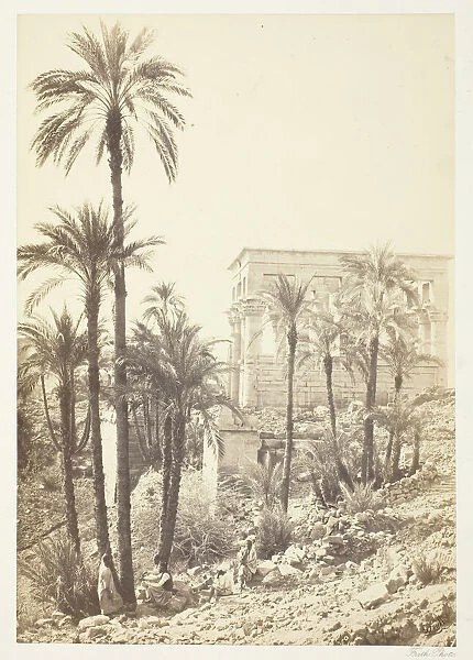 Group of Palms, 1858  /  62. Creator: Francis Frith