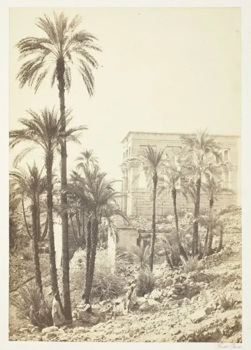 Framed Print : Group of Palms, 1858 / 62. Creator: Francis Frith Framed Print : Group of Palms, 1858 / 62. Creator: Francis Frith