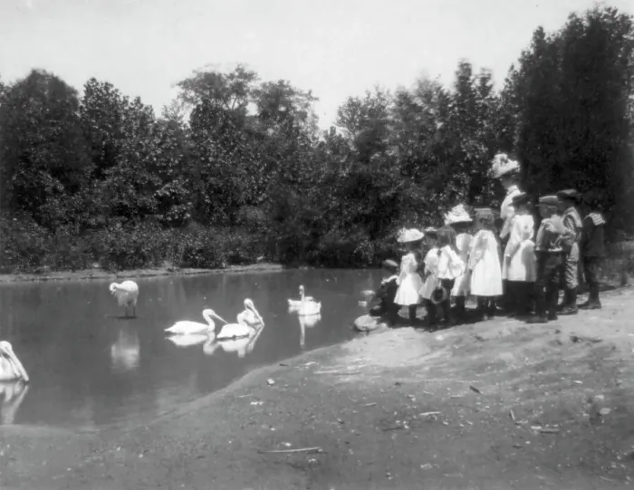 Framed Print : Group of public school children looking at pelicans and swan in the Nation...Washington DC, (1899?). Creator: Frances Benjamin Johnston Framed Print : Group of public school children looking at pelicans and swan in the Nation...Washington DC, (1899?). Creator: Frances Benjamin Johnston