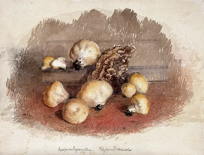 Framed Print : A group of puff balls (Lycoperdon perlatum) and bracket fungi (Polyporus species), c19th century. Creator: Unknown Framed Print : A group of puff balls (Lycoperdon perlatum) and bracket fungi (Polyporus species), c19th century. Creator: Unknown
