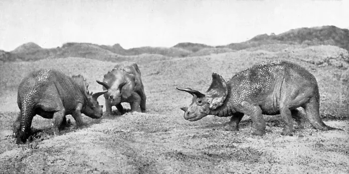 Framed Print : A group of triceratops, 20th century Framed Print : A group of triceratops, 20th century