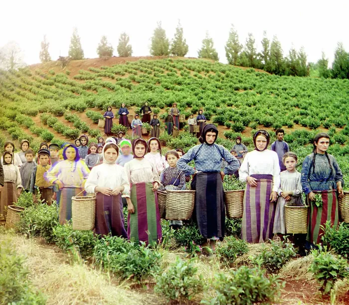 Framed Print : Group of workers harvesting tea, Greek women [Chakva], between 1905 and 1915. Creator: Sergey Mikhaylovich Prokudin-Gorsky