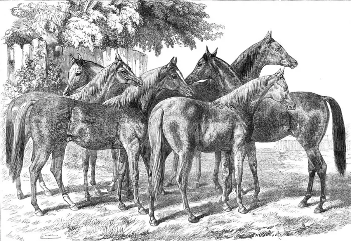 Framed Print : Group of yearlings at Mr. Blenkiron's sale, Middle Park, Eltham, Kent, 1868. Creator: Unknown Framed Print : Group of yearlings at Mr. Blenkiron's sale, Middle Park, Eltham, Kent, 1868. Creator: Unknown