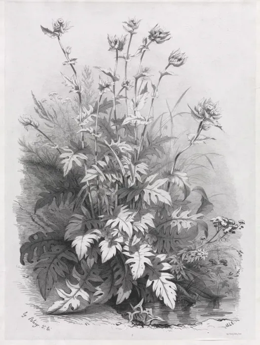 Framed Print : Groups of Various Plants Drawn After Nature: No. 7, 1848. Creator: Eugene Blery (French