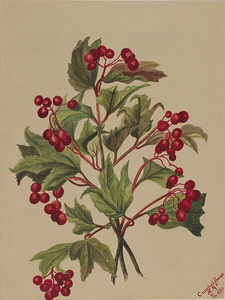 Grouseberry (Viburnum americanum), 1880. Creator: Mary Vaux Walcott