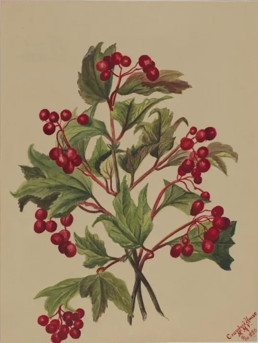Framed Print : Grouseberry (Viburnum americanum), 1880. Creator: Mary Vaux Walcott Framed Print : Grouseberry (Viburnum americanum), 1880. Creator: Mary Vaux Walcott