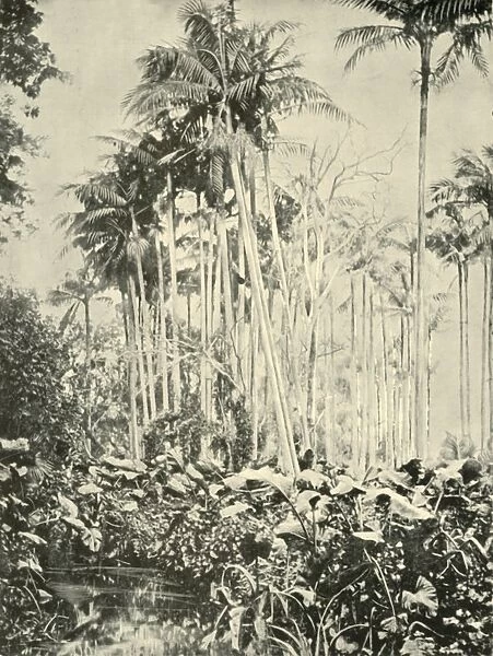 A Grove of Palms, 1901. Creator: Unknown