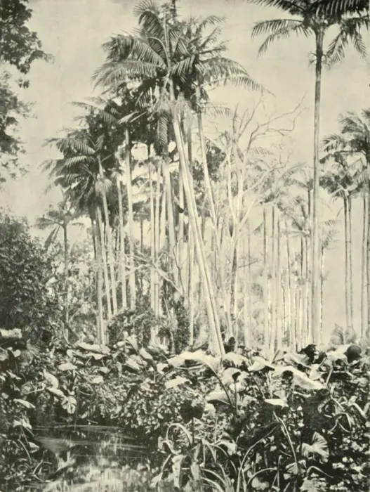 Framed Print : A Grove of Palms, 1901. Creator: Unknown Framed Print : A Grove of Palms, 1901. Creator: Unknown
