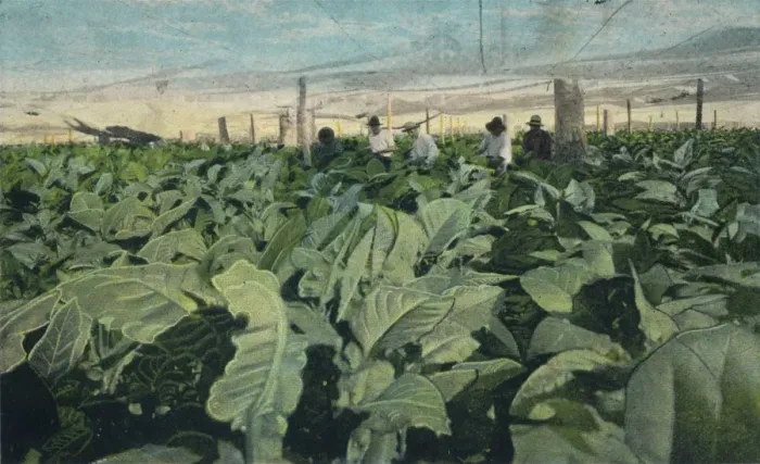 Framed Print : Growing Tobacco, Cuba, 1909 Framed Print : Growing Tobacco, Cuba, 1909