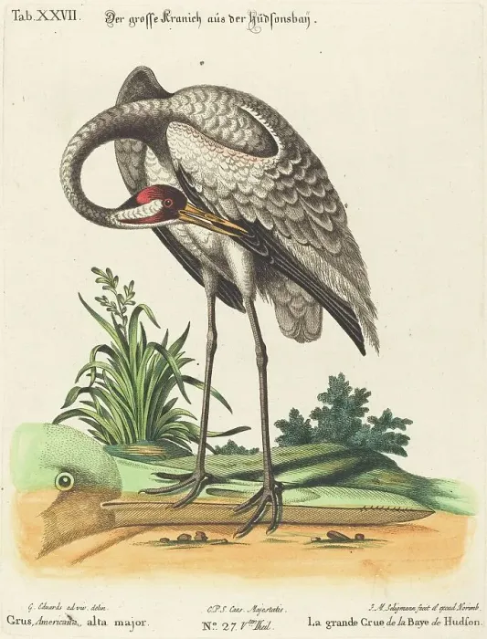 Framed Print : Grus Americana, alta major. Creator: Johann Michael Seligmann Framed Print : Grus Americana, alta major. Creator: Johann Michael Seligmann