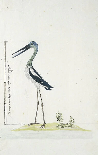 Grus rubicunda (Brolga or Australian crane), 1770-1780. Creator: George Raper