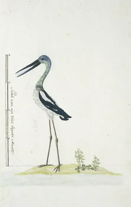 Framed Print : Grus rubicunda (Brolga or Australian crane), 1770-1780. Creator: George Raper Framed Print : Grus rubicunda (Brolga or Australian crane), 1770-1780. Creator: George Raper