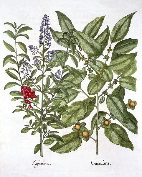 Guaiacum and Chinese Privet, from Hortus Eystettensis, by Basil Besler (1561-1629), pub
