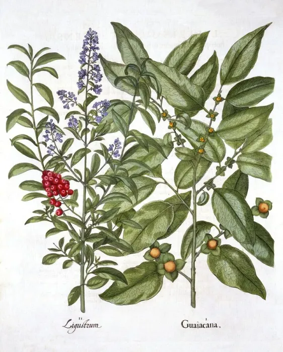 Framed Print : Guaiacum and Chinese Privet, from Hortus Eystettensis, by Basil Besler (1561-1629), pub Framed Print : Guaiacum and Chinese Privet, from Hortus Eystettensis, by Basil Besler (1561-1629), pub