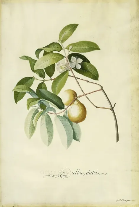 Framed Print : Guava, 1750s. Creator: Georg Dionysius Ehret Framed Print : Guava, 1750s. Creator: Georg Dionysius Ehret
