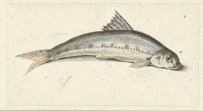 Framed Print : Gudgeon, 1739-1812. Creator: Johannes le Francq van Berkhey