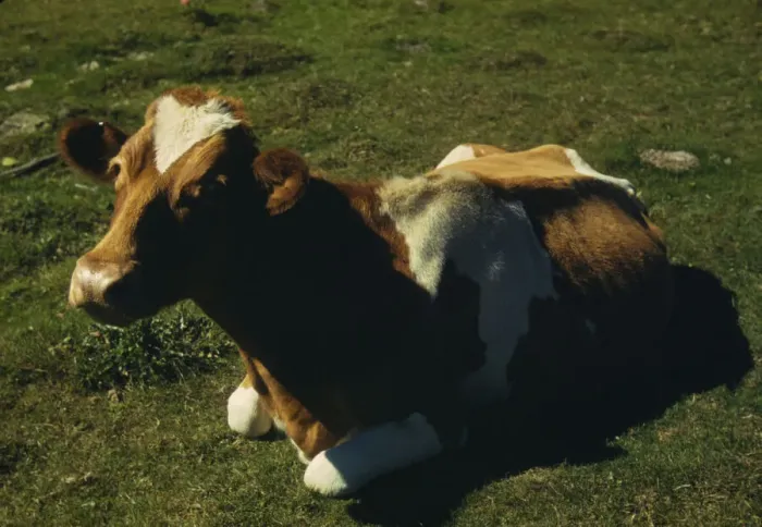 Framed Print : Guernsey cow or calf lying on the ground, between 1941 and 1942. Creator: Unknown Framed Print : Guernsey cow or calf lying on the ground, between 1941 and 1942. Creator: Unknown