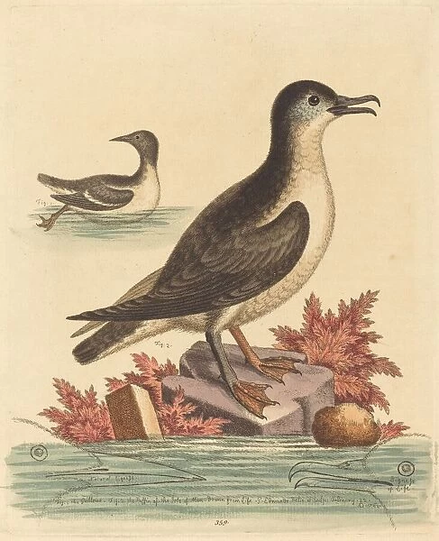 The Guillemot and the Puffin of the Isle of Man, 1762. Creator: George Edwards