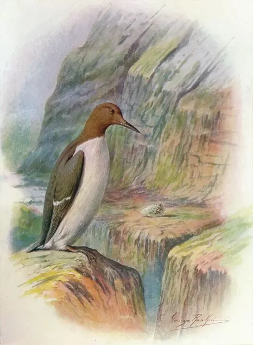 Framed Print : Guillemot - U ria troi le, c1910, (1910). Artist: George James Rankin Framed Print : Guillemot - U ria troi le, c1910, (1910). Artist: George James Rankin