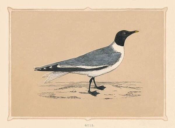 Gull, (Laridae), c1850, (1856)