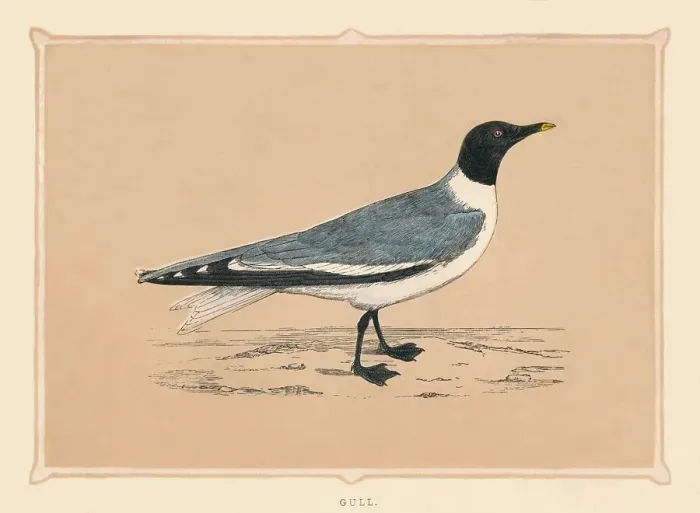 Framed Print : Gull, (Laridae), c1850, (1856)