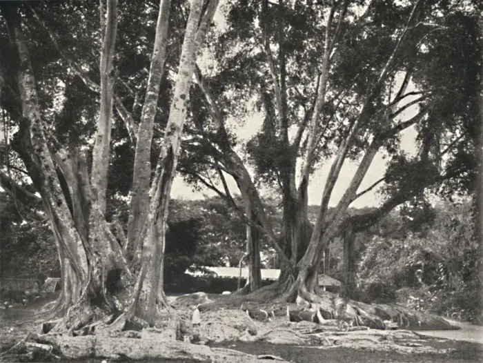 Framed Print : Gummibaume (Ficus elastica), 1926 Framed Print : Gummibaume (Ficus elastica), 1926
