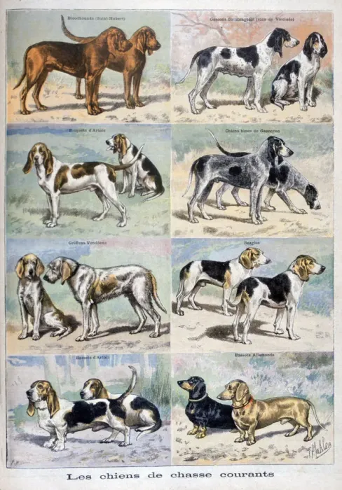 Framed Print : Gun dogs, 1897. Artist: P Mahler