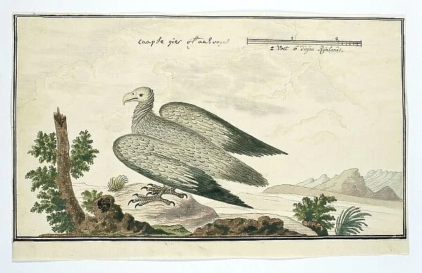 Gyps coprotheres (Cape vulture), 1777-1786. Creator: Robert Jacob Gordon